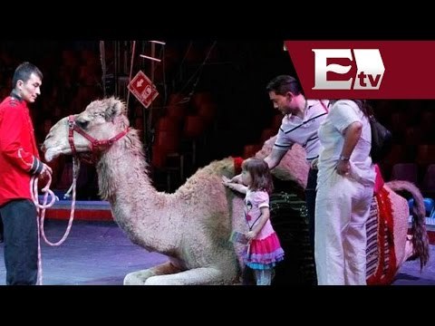 Cirqueros solicitarán un amparo contra ley que prohíbe uso de animales en espectáculos/ Comunidad