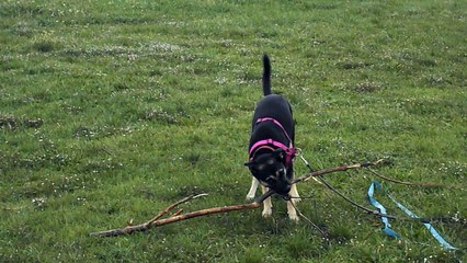 Stella playing - Cilistov sept 18, 01