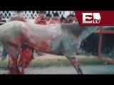 Malestar en Yucatán contra los Torneos de Lazo donde destripan  caballos/ Titulares