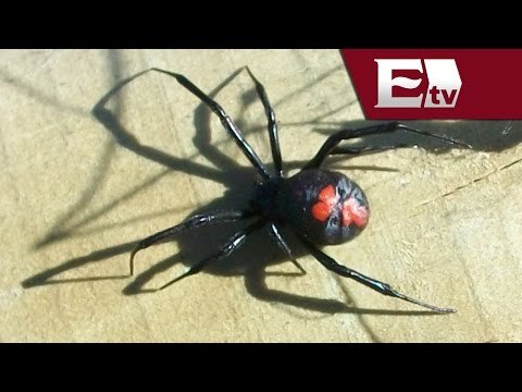 En Yucatán implementan medidas preventivas ante la aparición de la viuda negra/ Titulares