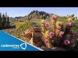 UNESCO nombró Patrimonio Mundial Natural la Reserva del Pinacate y el desierto de Altar