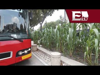 Maestros siembran maíz en la Plaza de la República  / Todo México