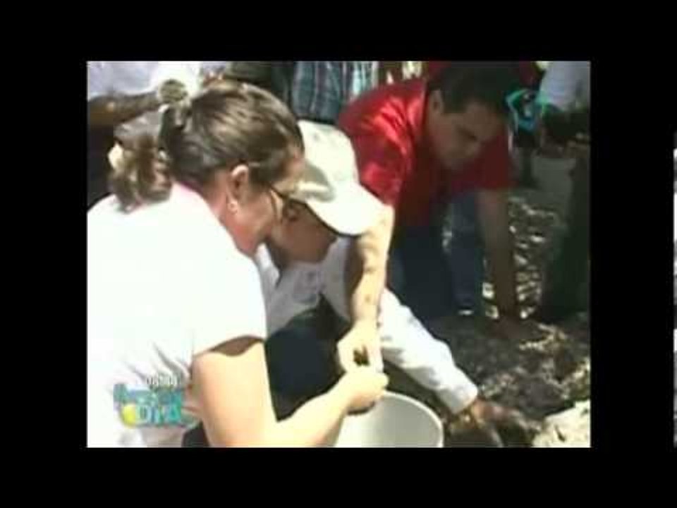 Granja de cocodrilos en Yucatán / Imágenes del nacimiento de 12 crías de cocodrilo