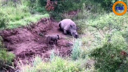 Un bébé rhinocéros essaie de réveiller sa mère...qui ne se réveillera jamais !