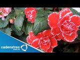 ¿Cuáles son los beneficios de la begonia? / Tips espiritual