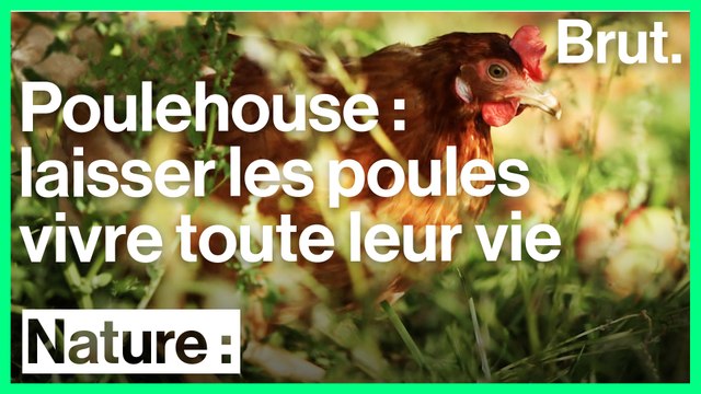 Le projet Poulehouse laisse vivre les poules toute leur vie