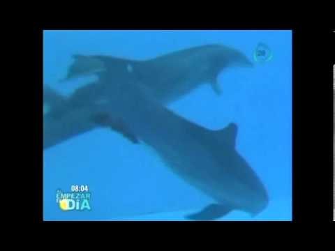 ¡Increible! Nacimiento de un delfín (VIDEO) / Incredible! Birth of a dolphin (VIDEO)