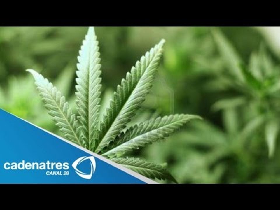 Marihuana, un riesgo sanitario": Cofepris / Legalización de la marihuana
