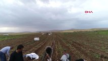 Bitlis Ahlat'ta İlk Patatesler Söküldü