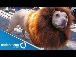 Actitudes con animales que nos indignan