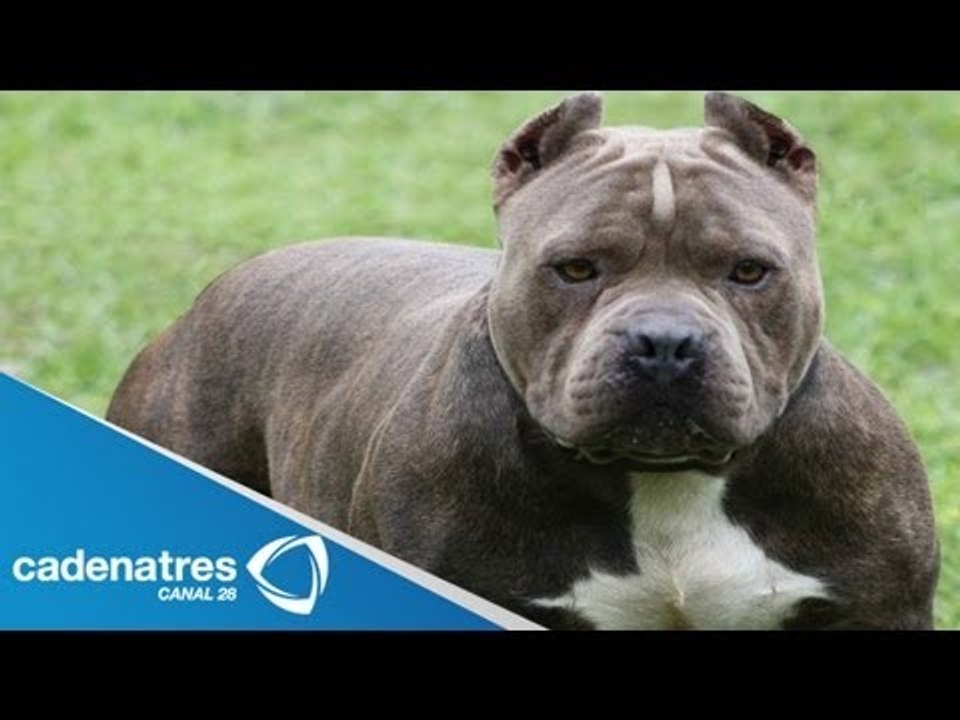 Dan formal prisión a dueña de perros que mataron a bebé / Bebé muere por mordidas de perros