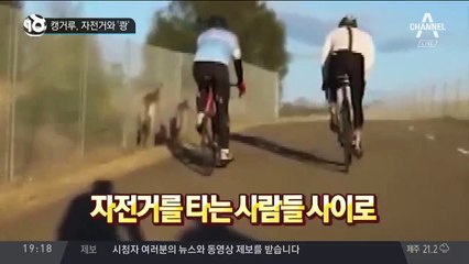 캥거루, 자전거와 ‘쾅’