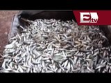 Suman 156 toneladas de peces muertos en laguna contaminada de Jalisco/ Titulares