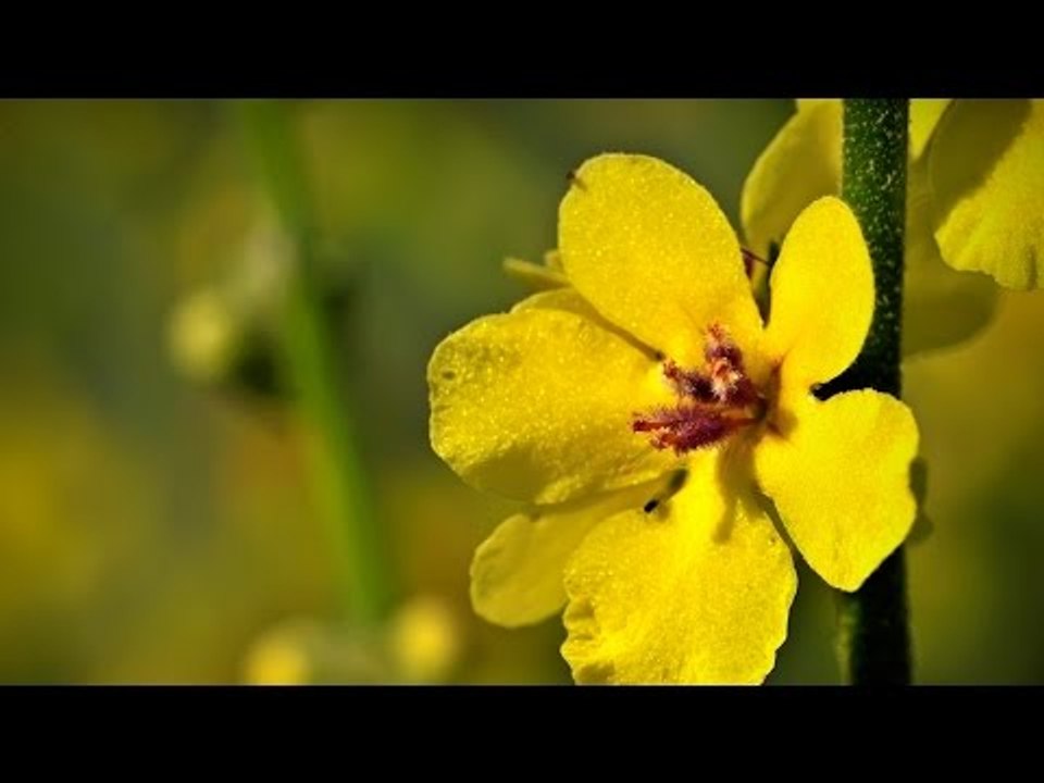 ¿Cuáles son los beneficios del gordolobo? / Tips espirituales