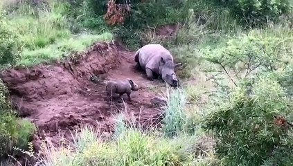 Ce bébé rhinocéros veut réveiller sa maman morte... Tellement triste