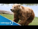Rescatan a dos osos de las inundaciones en Rusia