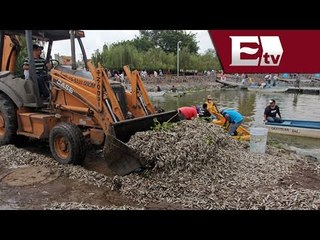 Denuncian a tequila por la muerte de peces en la laguna Cajititlán  / Paola Virrueta