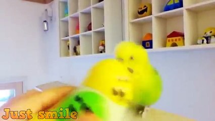 Try Not To Aww Watching Super Cute Parrots And Birds 2018