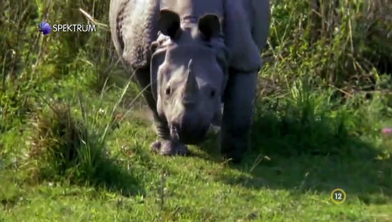 David Attenborough - A Természet Csodái S02e02