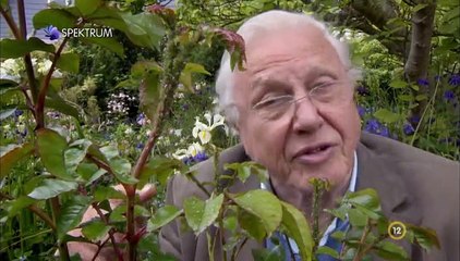David Attenborough - A Természet Csodái S02e01