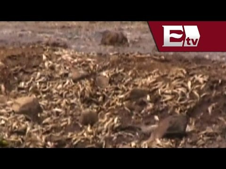 82 toneladas de peces muertos en laguna Cajititlán, Jalisco/ Pascal
