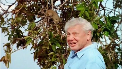 Az Emlősök Élete 08. Élet A Fákon