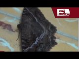 Plaga de mariposas negras en Aguascalientes / Vianey Esquinca
