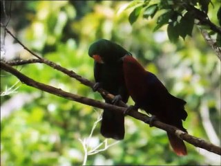 A Madarak Élete - 06. Hangok És Jelek (Signals And Songs) Deleted Scene