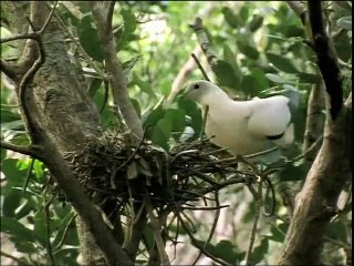 A Madarak Élete - 08. Tojásrakás (The Demands Of The Egg) Deleted Scene