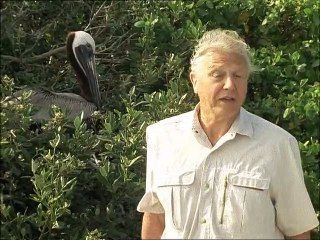 A Madarak Élete - 09. A Fiókanevelés Nehézségei (The Problems Of Parenthood)