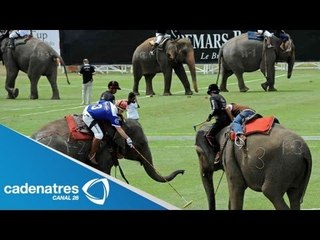 Polo con elefantes se convierte en sensación en Tailandia