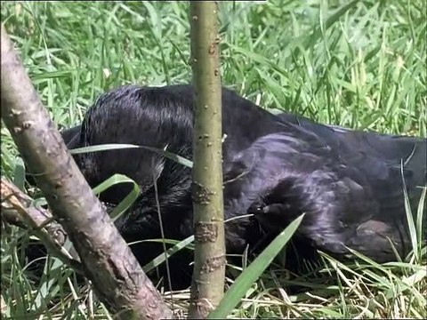 A Madarak Élete - 02. A Repülés Mesterei (The Mastery Of Flight)