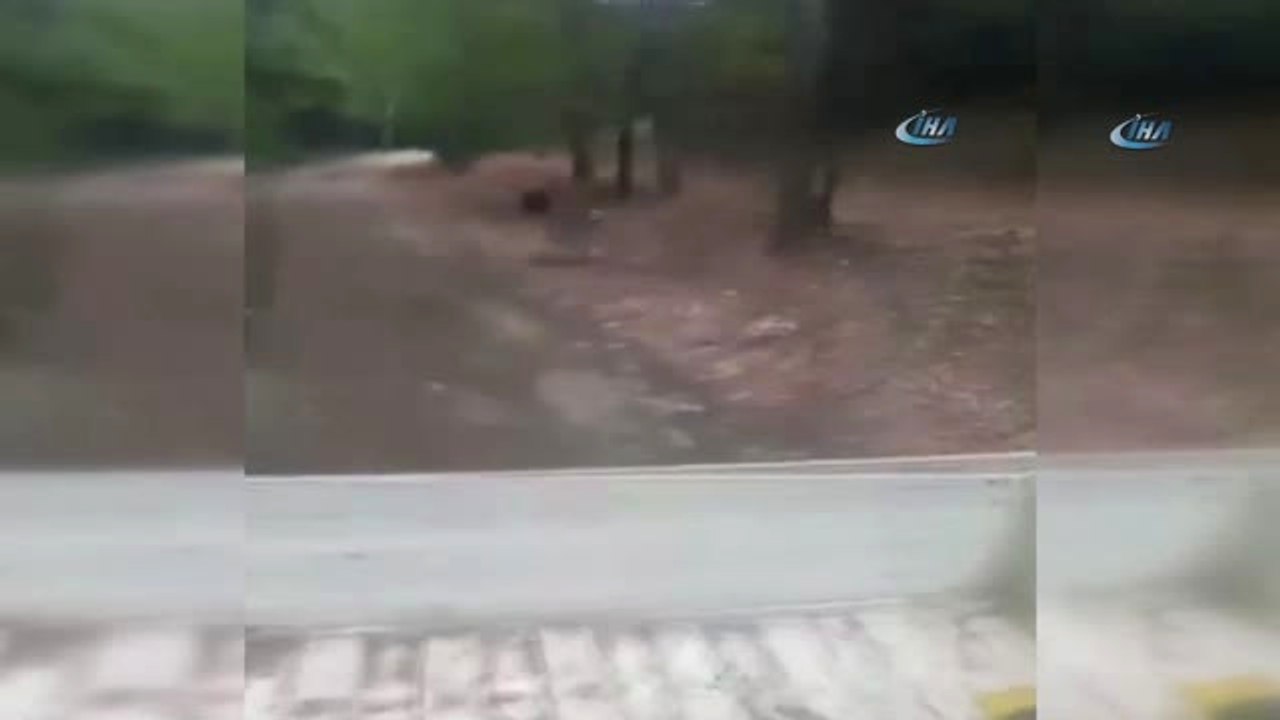 Şantiyede Çalışan İşçilere Ayı Böyle Saldırdı