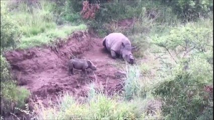 Ce bébé rhinocéros essaie de réveiller sa mère morte dans cette vidéo déchirante