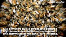 Le glyphosate officiellement lié à la disparition des abeilles