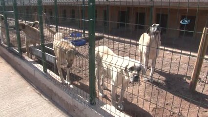 Sivassporlu Futbolcu ve Öğrencilerden Hayvan Oteline Ziyaret