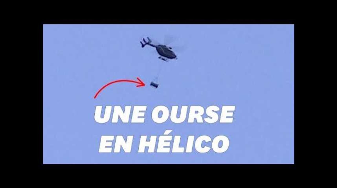 Un ourse lâchée dans les Pyrénées a évité les éleveurs en colère, grâce à un hélico
