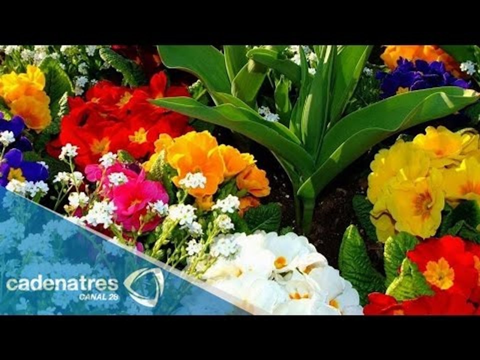 ¿Cuáles son los beneficios del baño energético de 7 flores espirituales? / Tips espirituales