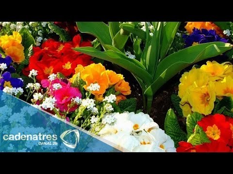 ¿Cuáles son los beneficios del baño energético de 7 flores espirituales? / Tips espirituales