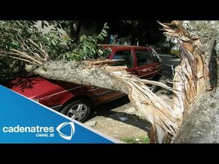 Árbol cae sobre automóvil en Insurgentes Sur