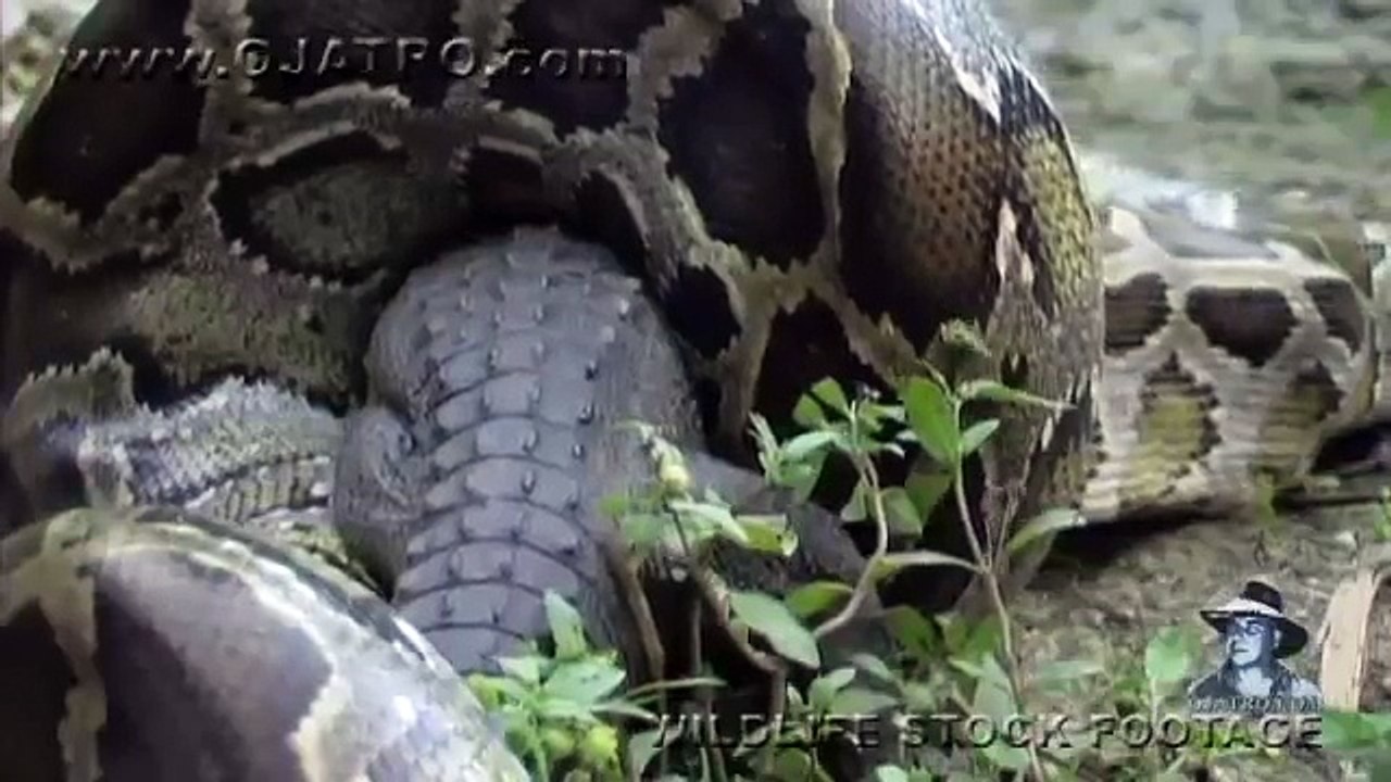 Python_eats_Alligator_02,_Time_Lapse_Speed_x6