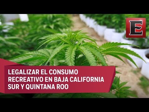 Titular de Turismo propone legalizar mariguana en zonas turísticas