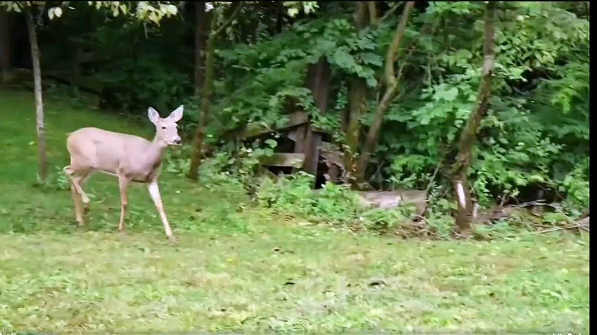 In The Deer 2nite Video Dailymotion