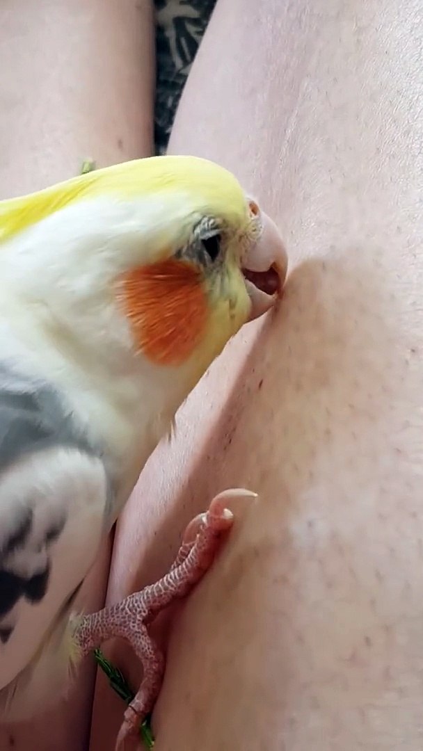 ⁣A parakeet waxes a leg / Une perruche épile une jambe