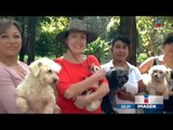 Esta señora vivía con más de 100 perros y se los quitaron