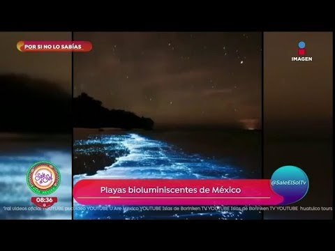 Por si no lo sabías: ¡estas son las playas bioluminiscentes de México! | Sale el Sol