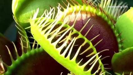 Plants Have Memory - Proven By Researchers