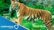 Familia brasileña tiene 7 tigres de mascotas / Brazilian family has 7 Pet Tigers