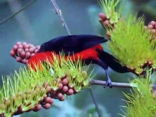 David Attenborough - Az Élet Megpróbáltatásai - 03