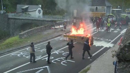 Une ourse réintroduite dans les Pyrénées